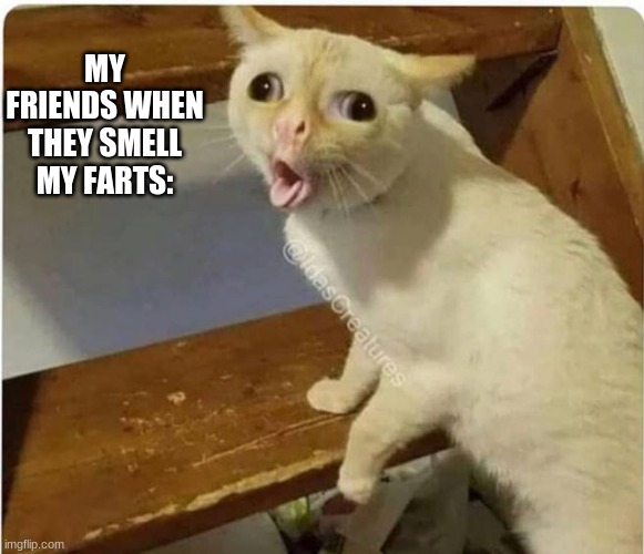 cat smells fart | MY FRIENDS WHEN THEY SMELL MY FARTS: | image tagged in cat smells fart | made w/ Imgflip meme maker