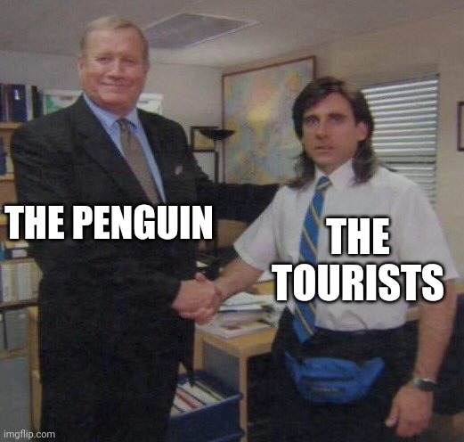 the office congratulations | THE PENGUIN THE TOURISTS | image tagged in the office congratulations | made w/ Imgflip meme maker