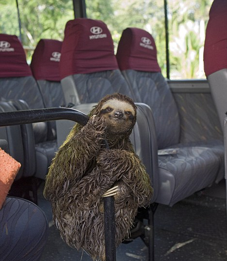 Hitchhiking sloth Blank Meme Template
