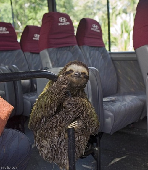 Hitchhiking sloth | image tagged in hitchhiking sloth | made w/ Imgflip meme maker