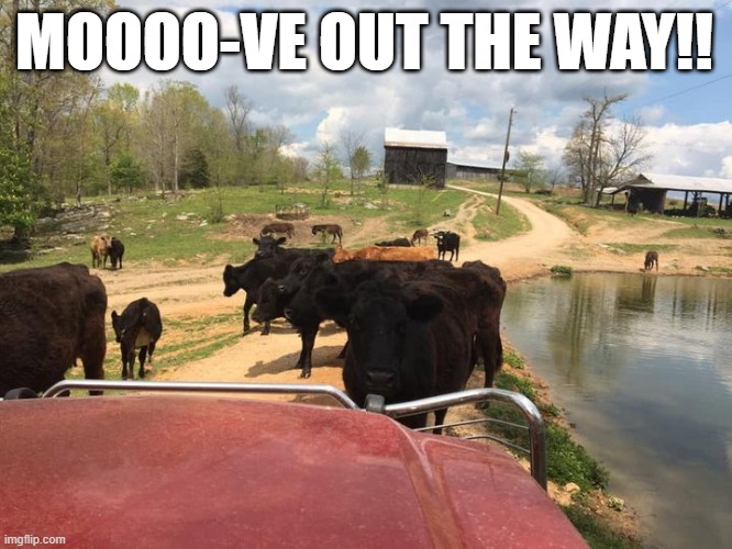 MOOOO-VE out the way!! | MOOOO-VE OUT THE WAY!! | image tagged in cows,farmer,farm,farming | made w/ Imgflip meme maker