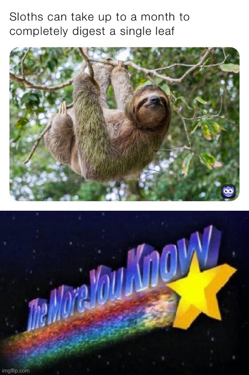 Sunday sloth facts with sloth- | image tagged in sloth digestion,the more you know,sloth,sloths | made w/ Imgflip meme maker