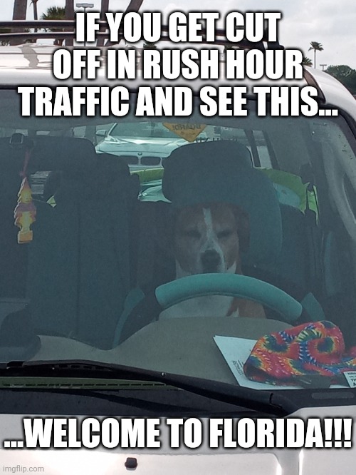 Licensed to Drive | IF YOU GET CUT OFF IN RUSH HOUR TRAFFIC AND SEE THIS... ...WELCOME TO FLORIDA!!! | image tagged in dog,dogs,canine,driving,traffic,behind the wheel | made w/ Imgflip meme maker