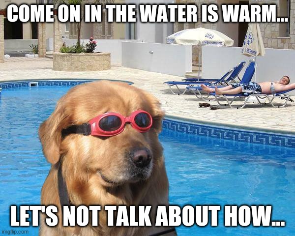 doggo | COME ON IN THE WATER IS WARM... LET'S NOT TALK ABOUT HOW... | image tagged in doggo | made w/ Imgflip meme maker