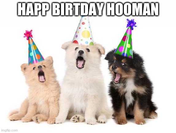 happy birthday puppies | HAPP BIRTDAY HOOMAN | image tagged in happy birthday puppies | made w/ Imgflip meme maker