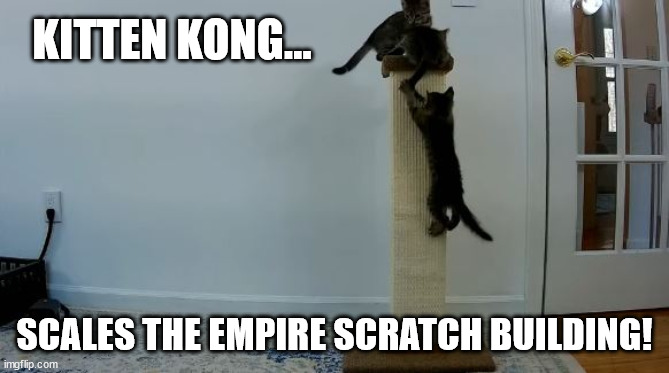 Kitten Kong: Spawn of Cat Kong! | KITTEN KONG... SCALES THE EMPIRE SCRATCH BUILDING! | image tagged in kittens,kittenacademy,kingkong | made w/ Imgflip meme maker