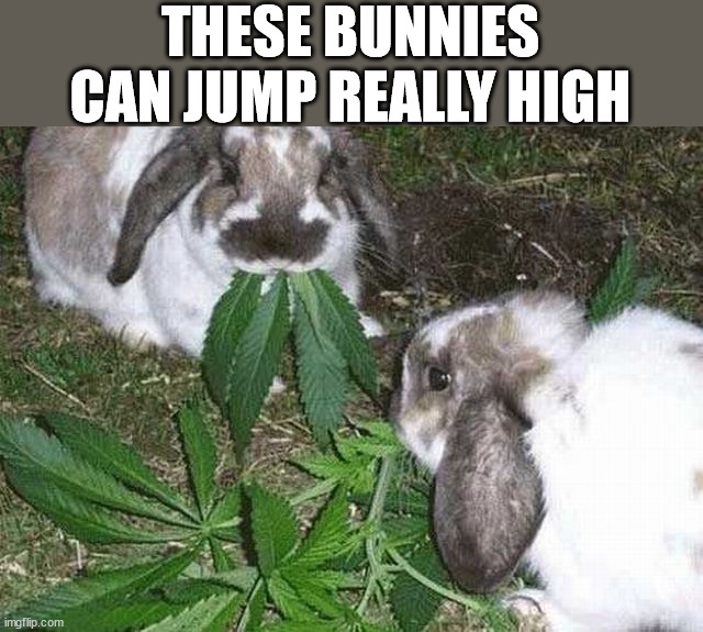 THESE BUNNIES CAN JUMP REALLY HIGH | image tagged in bunnies | made w/ Imgflip meme maker