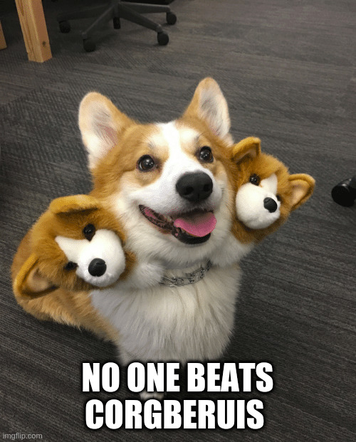 NO ONE BEATS CORGBERUIS | made w/ Imgflip meme maker