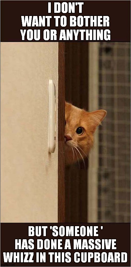 A Cats Admission or a Helpful Warning ? | I DON'T WANT TO BOTHER YOU OR ANYTHING; BUT 'SOMEONE ' HAS DONE A MASSIVE WHIZZ IN THIS CUPBOARD | image tagged in cats | made w/ Imgflip meme maker
