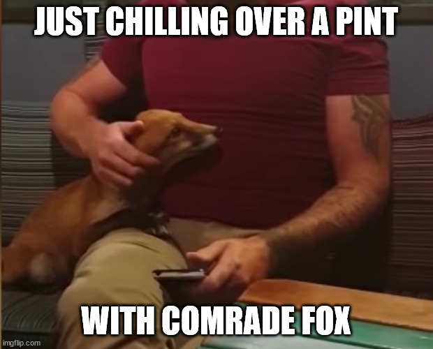 Evidence that foxes are more friendly than the media thinks. | JUST CHILLING OVER A PINT; WITH COMRADE FOX | image tagged in fox,foxes,beer,just chillin',cute,aww | made w/ Imgflip meme maker