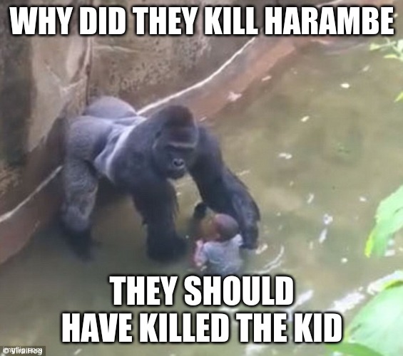 Harambe | WHY DID THEY KILL HARAMBE; THEY SHOULD HAVE KILLED THE KID | image tagged in harambe | made w/ Imgflip meme maker