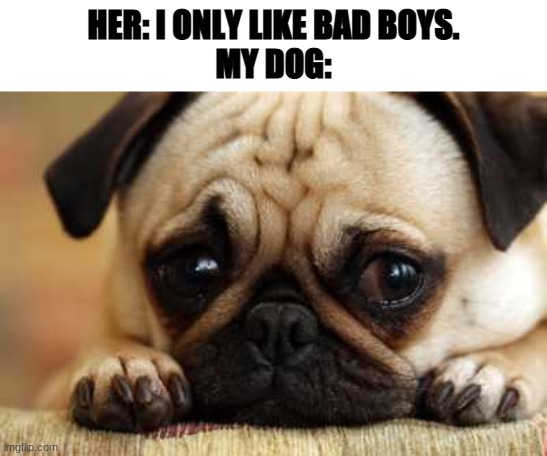 Sad Dog | HER: I ONLY LIKE BAD BOYS.
MY DOG: | image tagged in sad dog | made w/ Imgflip meme maker