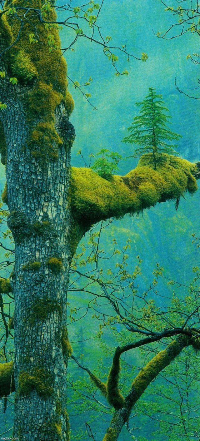 Tree growing on a tree? | image tagged in awesome | made w/ Imgflip meme maker