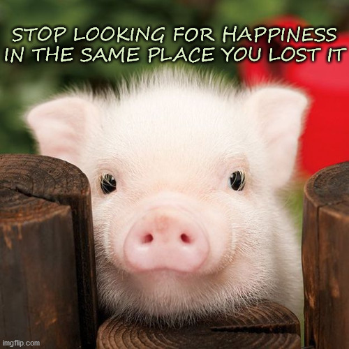 Finding Happiness | STOP LOOKING FOR HAPPINESS IN THE SAME PLACE YOU LOST IT | image tagged in affirmation,happiness,find happiness,loss | made w/ Imgflip meme maker