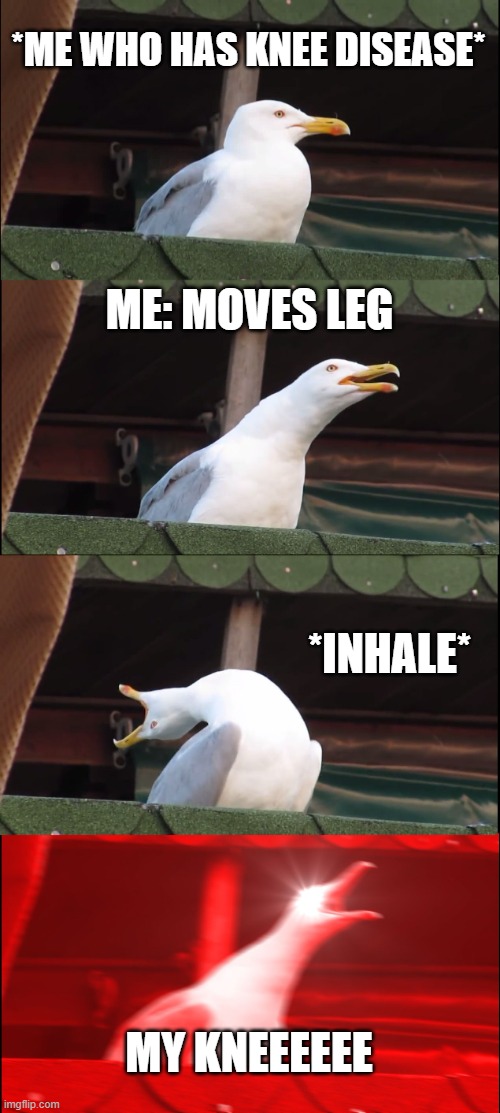 my kneeeee | *ME WHO HAS KNEE DISEASE*; ME: MOVES LEG; *INHALE*; MY KNEEEEEE | image tagged in memes,inhaling seagull | made w/ Imgflip meme maker
