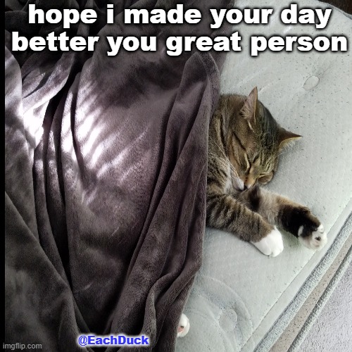 Hope I made your day better :D | hope i made your day better you great person; @EachDuck | image tagged in cats | made w/ Imgflip meme maker