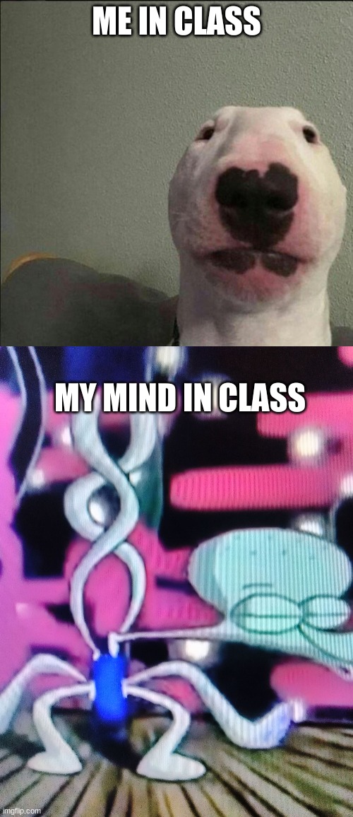ME IN CLASS; MY MIND IN CLASS | image tagged in staring forward dog,squidward dancing meme | made w/ Imgflip meme maker
