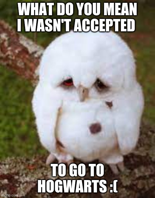 Owl is sad :( | WHAT DO YOU MEAN I WASN'T ACCEPTED; TO GO TO HOGWARTS :( | image tagged in hogwarts,sad,owls,owl | made w/ Imgflip meme maker