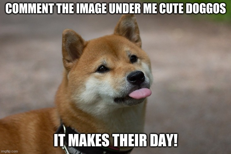 Cute Doggo | COMMENT THE IMAGE UNDER ME CUTE DOGGOS; IT MAKES THEIR DAY! | image tagged in cute doggo | made w/ Imgflip meme maker
