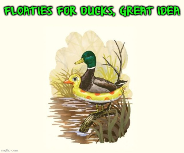 FLOATIES FOR DUCKS, GREAT IDEA | image tagged in ducks | made w/ Imgflip meme maker