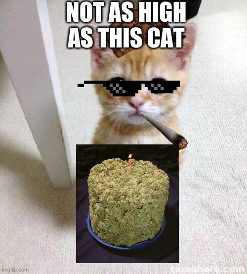 Cute Cat Meme | NOT AS HIGH AS THIS CAT | image tagged in memes,cute cat | made w/ Imgflip meme maker