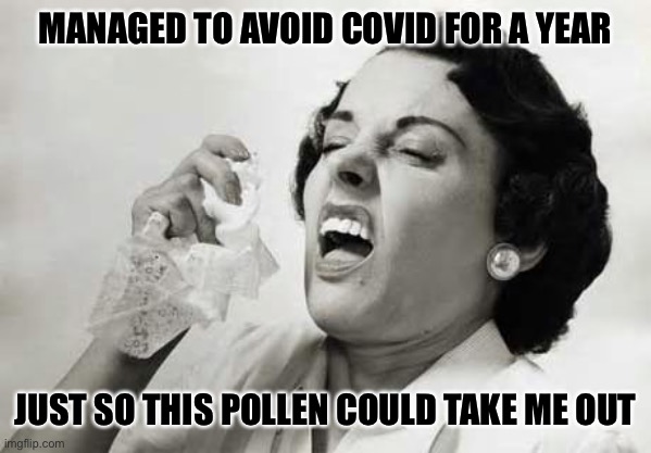 Allergy Season | MANAGED TO AVOID COVID FOR A YEAR; JUST SO THIS POLLEN COULD TAKE ME OUT | image tagged in sneezing,covid-19 | made w/ Imgflip meme maker