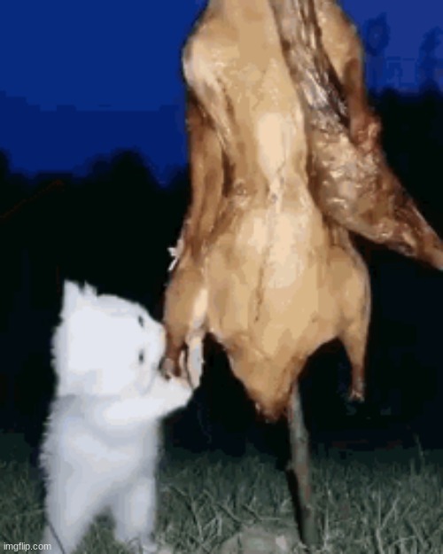 Cat eats Duck | image tagged in cats | made w/ Imgflip meme maker