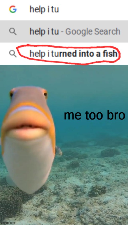me too bro | me too bro | image tagged in staring fish,funny,memes,funny memes,barney will eat all of your delectable biscuits,google | made w/ Imgflip meme maker