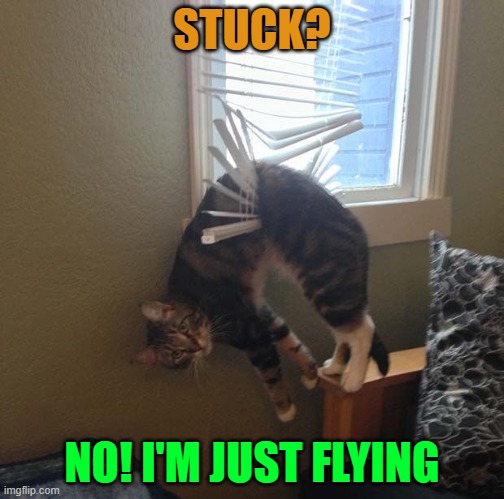 I'm just flying here! | STUCK? NO! I'M JUST FLYING | image tagged in flying,cats,memes,funny | made w/ Imgflip meme maker