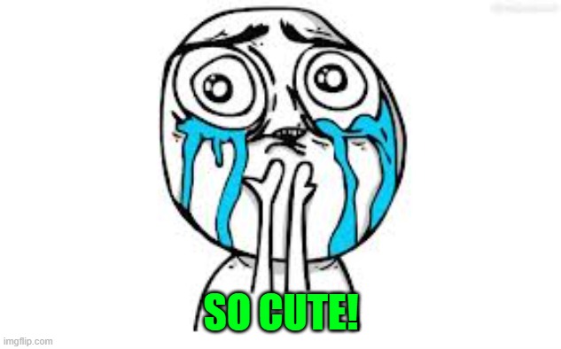 Crying Because Of Cute Meme | SO CUTE! | image tagged in memes,crying because of cute | made w/ Imgflip meme maker