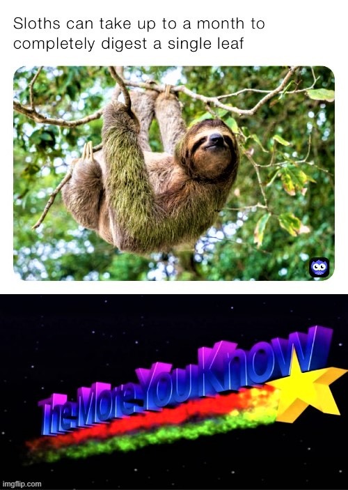 facts about sloths nobody knew and even fewer asked for | image tagged in sloths,sloth,the more you know,facts,who asked,hop in we're gonna find who asked | made w/ Imgflip meme maker