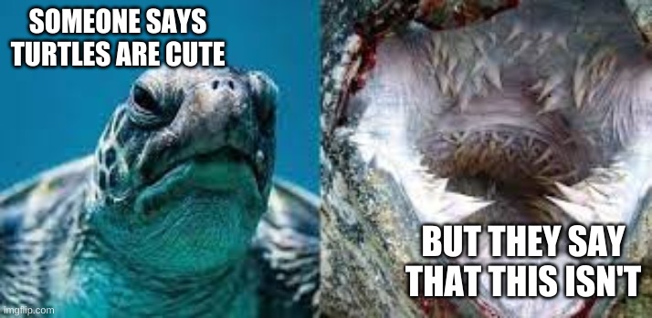 im cute too! |  SOMEONE SAYS TURTLES ARE CUTE; BUT THEY SAY THAT THIS ISN'T | image tagged in cute/death spikes,also cute | made w/ Imgflip meme maker