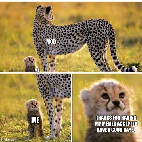 Cheetah Mom with Scared Cub | MOD; ME; THANKS FOR HAVING MY MEMES ACCEPTED HAVE A GOOD DAY :); ME | image tagged in cheetah mom with scared cub | made w/ Imgflip meme maker