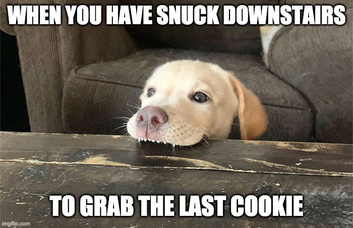 u must have the cookie | WHEN YOU HAVE SNUCK DOWNSTAIRS; TO GRAB THE LAST COOKIE | image tagged in dog | made w/ Imgflip meme maker