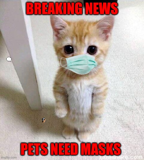 NOOOOOOOOOOOOOOOOOOOOOO | BREAKING NEWS; PETS NEED MASKS | image tagged in memes,cute cat | made w/ Imgflip meme maker