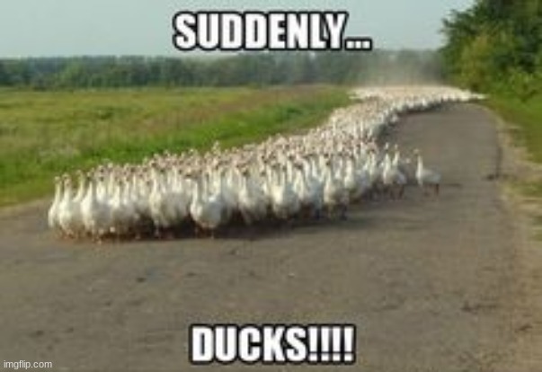 Duck Rule | image tagged in duck rule | made w/ Imgflip meme maker