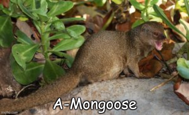a mongoose or sm idk i dont play among us | A-Mongoose | image tagged in mongoose | made w/ Imgflip meme maker