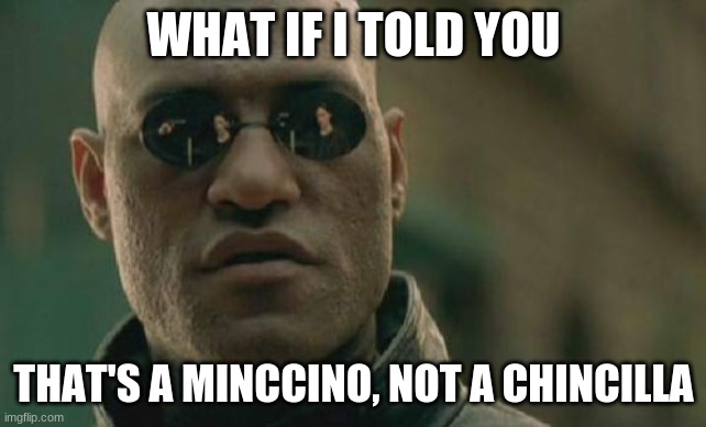 Matrix Morpheus Meme | WHAT IF I TOLD YOU THAT'S A MINCCINO, NOT A CHINCILLA | image tagged in memes,matrix morpheus | made w/ Imgflip meme maker