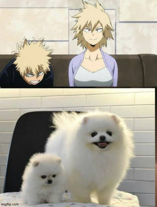 image tagged in dogs,bakugo,mha | made w/ Imgflip meme maker