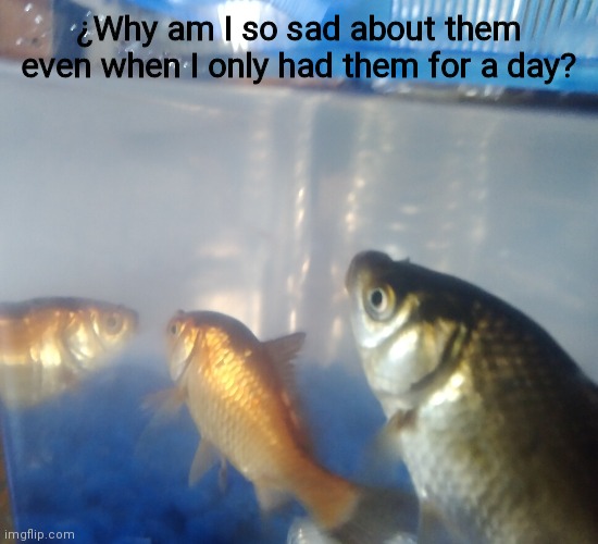 .. | ¿Why am I so sad about them even when I only had them for a day? | image tagged in reeeeeeeeeeeeeeeeeeeeee | made w/ Imgflip meme maker