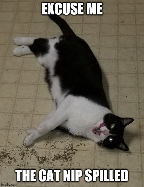 EXCUSE ME; THE CAT NIP SPILLED | image tagged in catnip cat | made w/ Imgflip meme maker