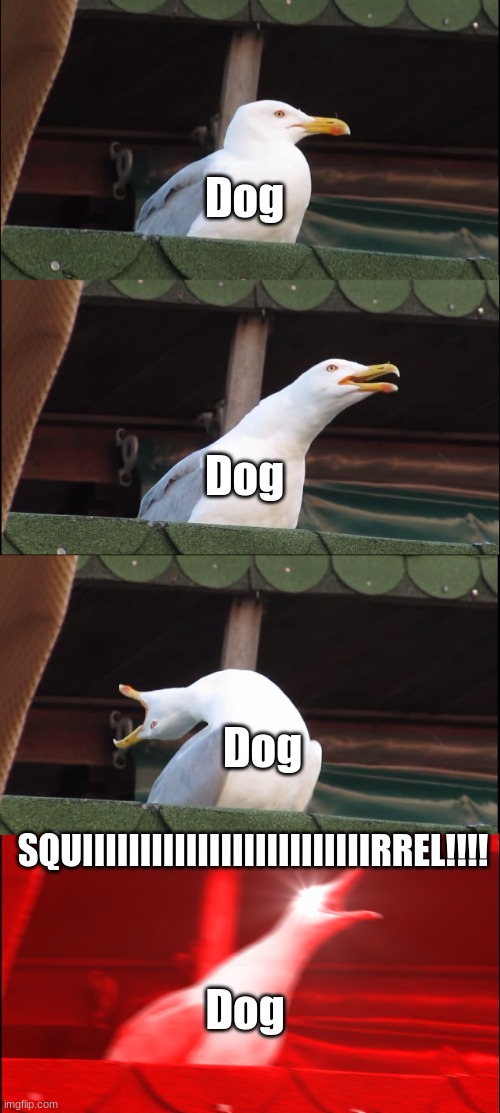 The cat goes meow and the dog goes SQUIIIIIIIIIIIIIIIIIIIIIIIIIIIIRREL | Dog; Dog; Dog; SQUIIIIIIIIIIIIIIIIIIIIIIIIIRREL!!!! Dog | image tagged in memes,inhaling seagull | made w/ Imgflip meme maker