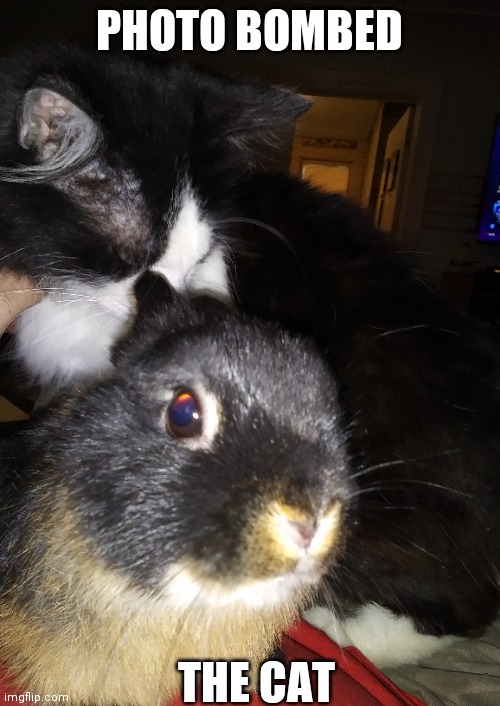 LITTLE BUNNY TAKES OVER THE SHOT | PHOTO BOMBED; THE CAT | image tagged in bunnies,rabbit,bunny,cats | made w/ Imgflip meme maker