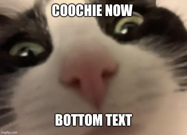 coochie please | COOCHIE NOW; BOTTOM TEXT | image tagged in cat | made w/ Imgflip meme maker