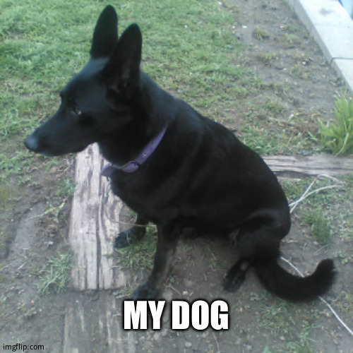 MY DOG | made w/ Imgflip meme maker