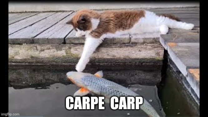 Carpe carp | CARPE  CARP | image tagged in cat fish | made w/ Imgflip meme maker