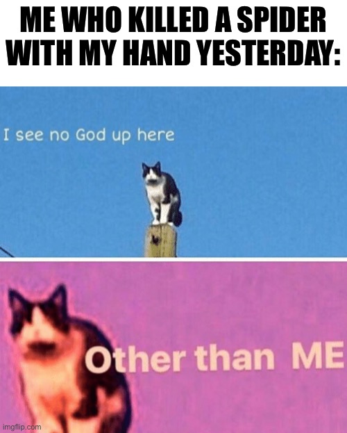 Hail pole cat | ME WHO KILLED A SPIDER WITH MY HAND YESTERDAY: | image tagged in hail pole cat | made w/ Imgflip meme maker