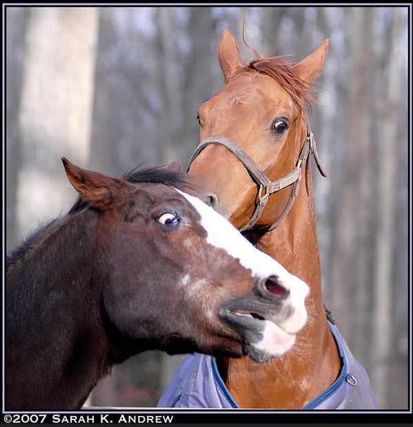 High Quality Horse Whisperer Blank Meme Template