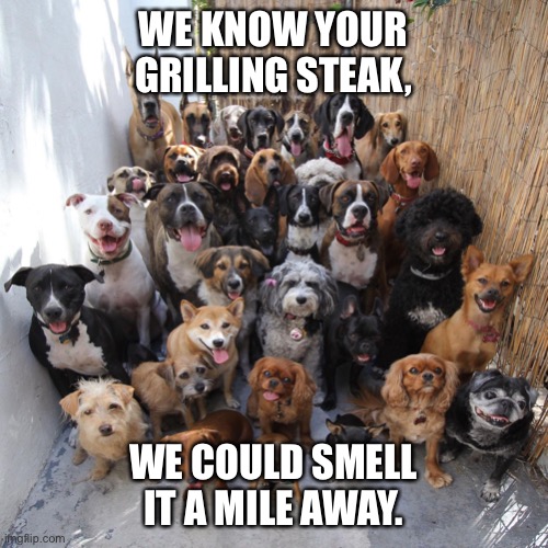 Puppies | WE KNOW YOUR GRILLING STEAK, WE COULD SMELL IT A MILE AWAY. | image tagged in puppies | made w/ Imgflip meme maker