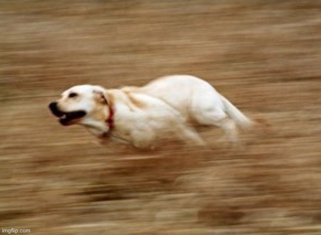 Fast Doggo | image tagged in fast doggo | made w/ Imgflip meme maker